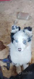 Border collie