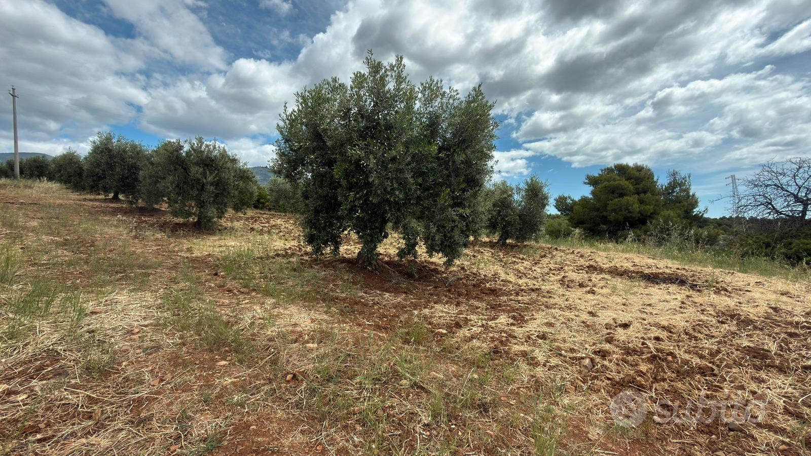 Terreno agricolo uliveto mq 4400circa - Vista 2