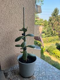 Pianta grassa
