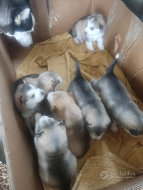 Cuccioli Husky