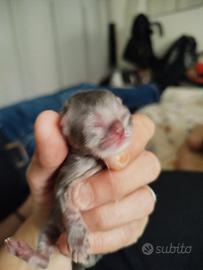 Gattini persiani a partire da gennaio