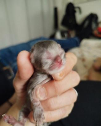 Gattini persiani a partire da gennaio