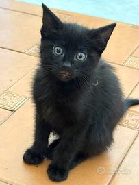 Regalasi gattini