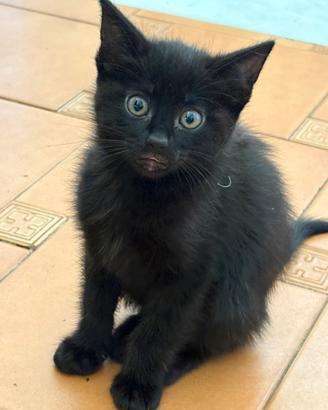 Regalasi gattini