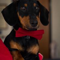 Maschio di bassotto focato per monta