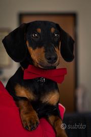 Maschio di bassotto focato per monta