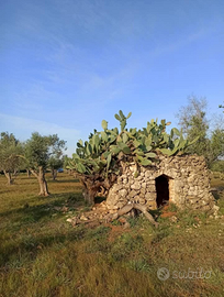 Uliveto ancora produttivo