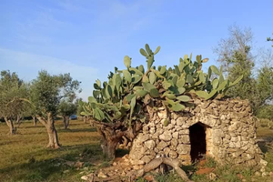 Uliveto ancora produttivo