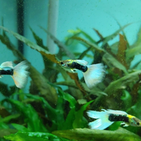 Guppy HB white