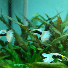 Guppy HB white