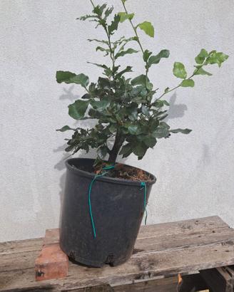 Bonsai di leccio