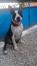 Cane amstaf