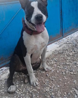 Cane amstaf