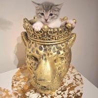 Gattina 60 giorni