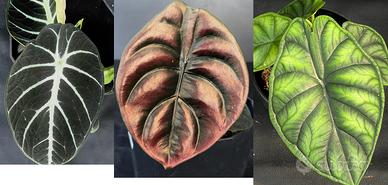Alocasia dragon scale e ninja