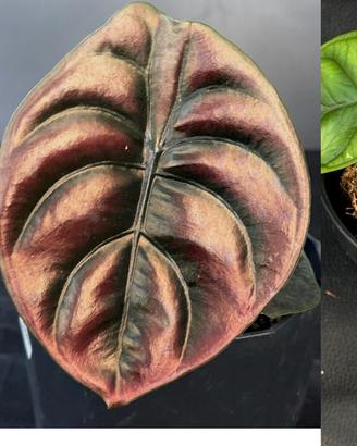 Alocasia dragon scale e ninja
