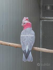 Cacatua Roseicapilla 2026 da riproduzione