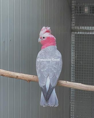 Cacatua Roseicapilla 2026 da riproduzione