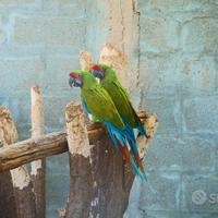 Ara Ambigua coppia da riproduzione