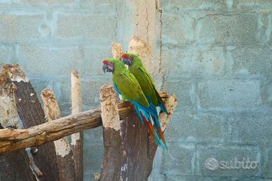 Ara Ambigua coppia da riproduzione