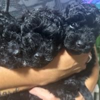 Cuccioli di barboncino nano/toy