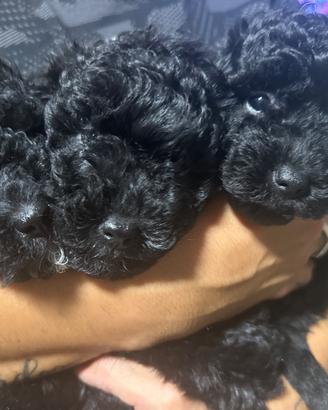 Cuccioli di barboncino nano/toy