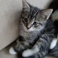 Maine coon gattina 60gg