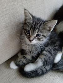 Maine coon gattina 60gg