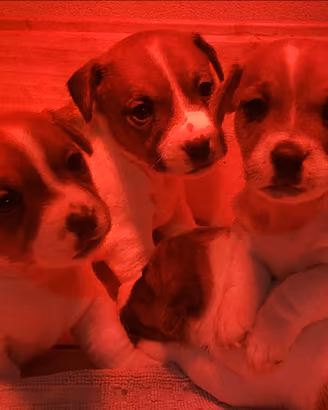 Cuccioli di Jack russel con pedigree