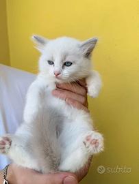 Vendita di quattro gattini di razza