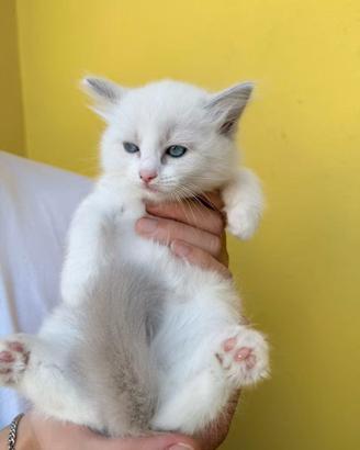 Vendita di quattro gattini di razza