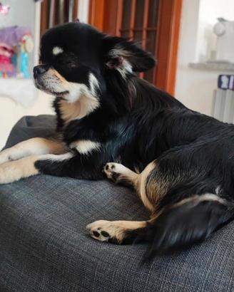 Chihuahua femmina