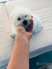 Maltese taglia piccola pedigree
