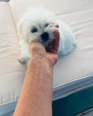 Maltese taglia piccola pedigree