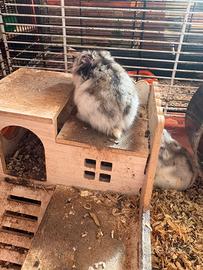 Criceti russi e doarati