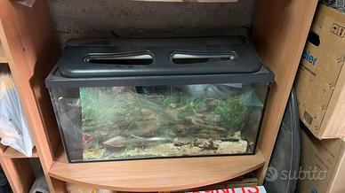 Acquario