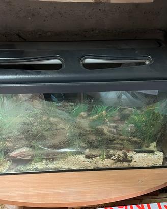 Acquario