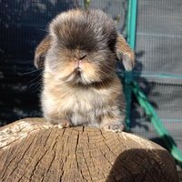 Maschietto coniglio minilop arlecchino