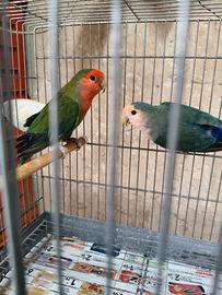 Inseparabili