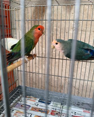 Inseparabili