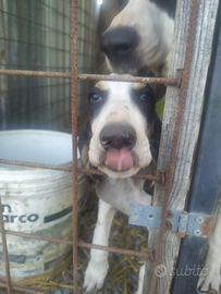 Cucciolo arejois francese