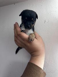 Cuccioli di chiwawa pincher Toy da borsetta