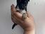 Immagine 1