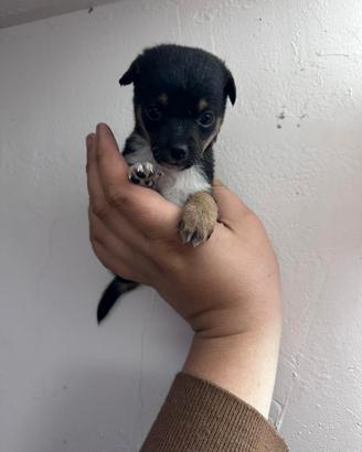 Cuccioli di chiwawa pincher Toy da borsetta