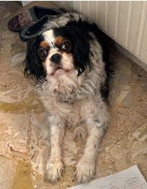 Cavalier King