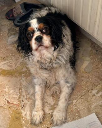 Cavalier King