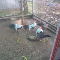 Galline
