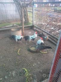 Galline