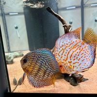 Acquario Rio 180 Juwel con Discus