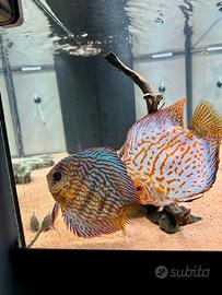 Acquario Rio 180 Juwel con Discus